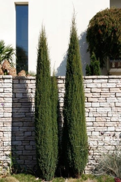 Можжевельник обыкновенный Сентинел 